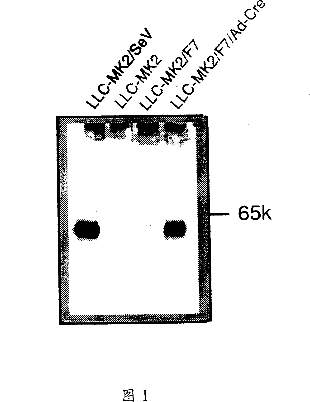 Paramyxorividae virus vector defective in envelope gene