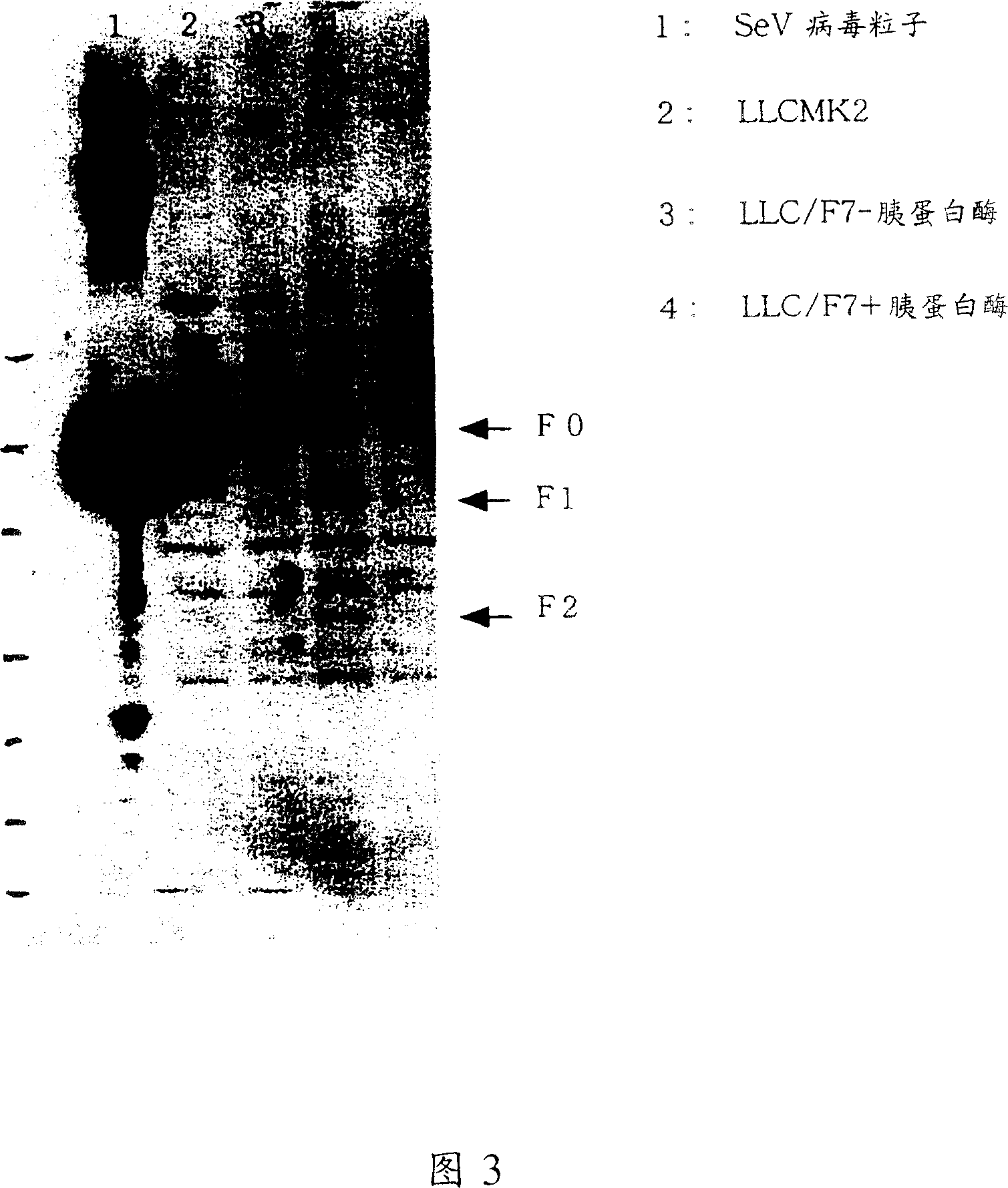 Paramyxorividae virus vector defective in envelope gene