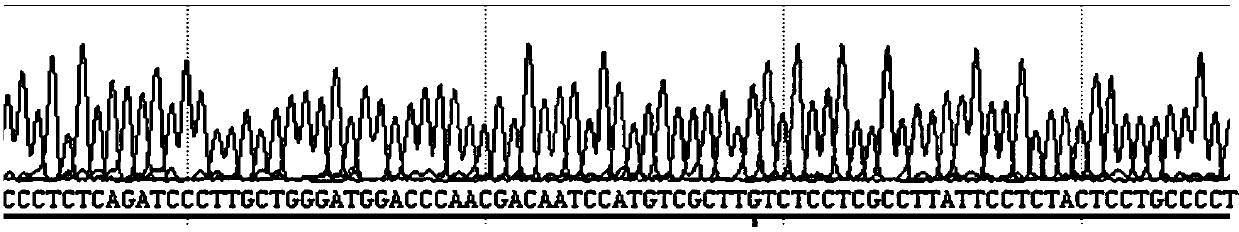 Method, oligonucleotide and kit for detecting was gene polymorphic mutation site