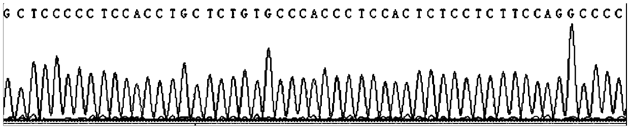 Method, oligonucleotide and kit for detecting was gene polymorphic mutation site