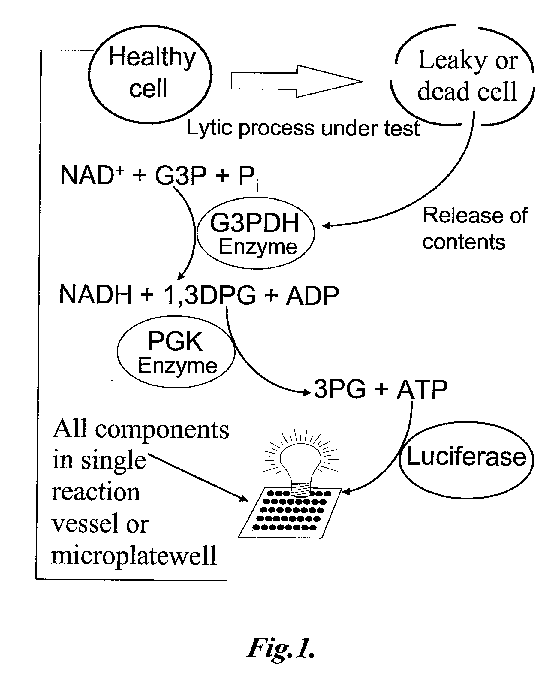 Methods and compositions for coupled luminescent assays