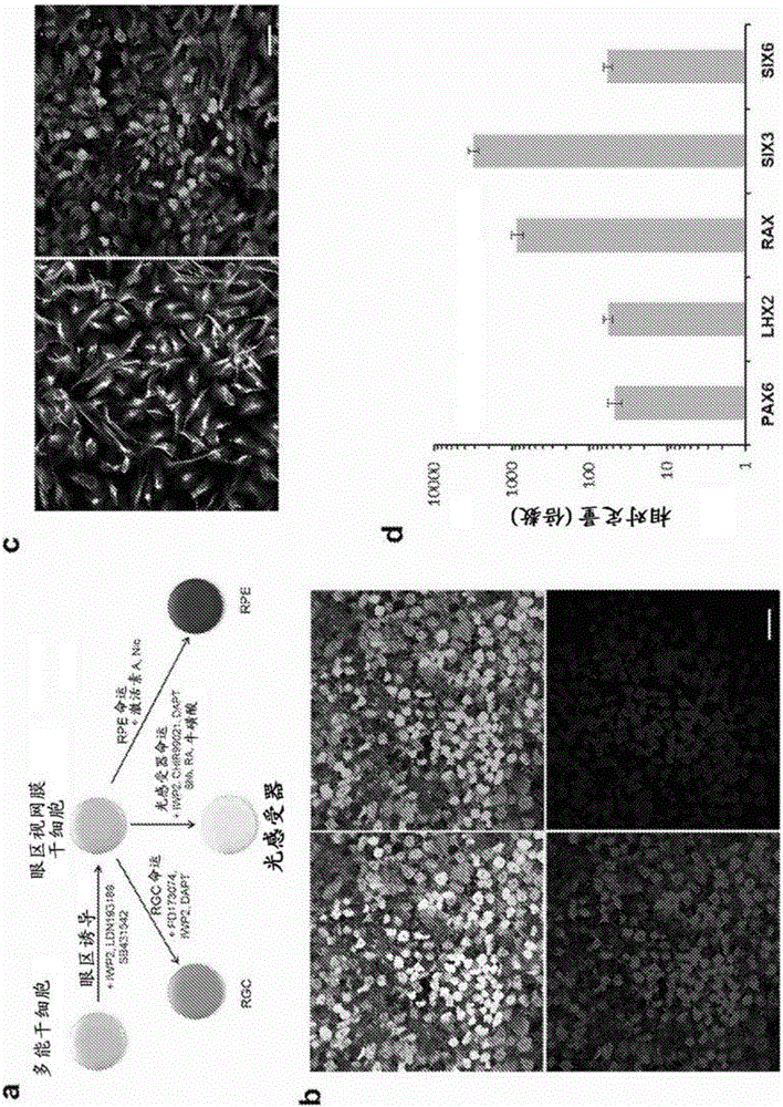 Methods of mammalian retinal stem cell production and applications