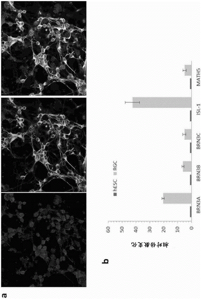 Methods of mammalian retinal stem cell production and applications