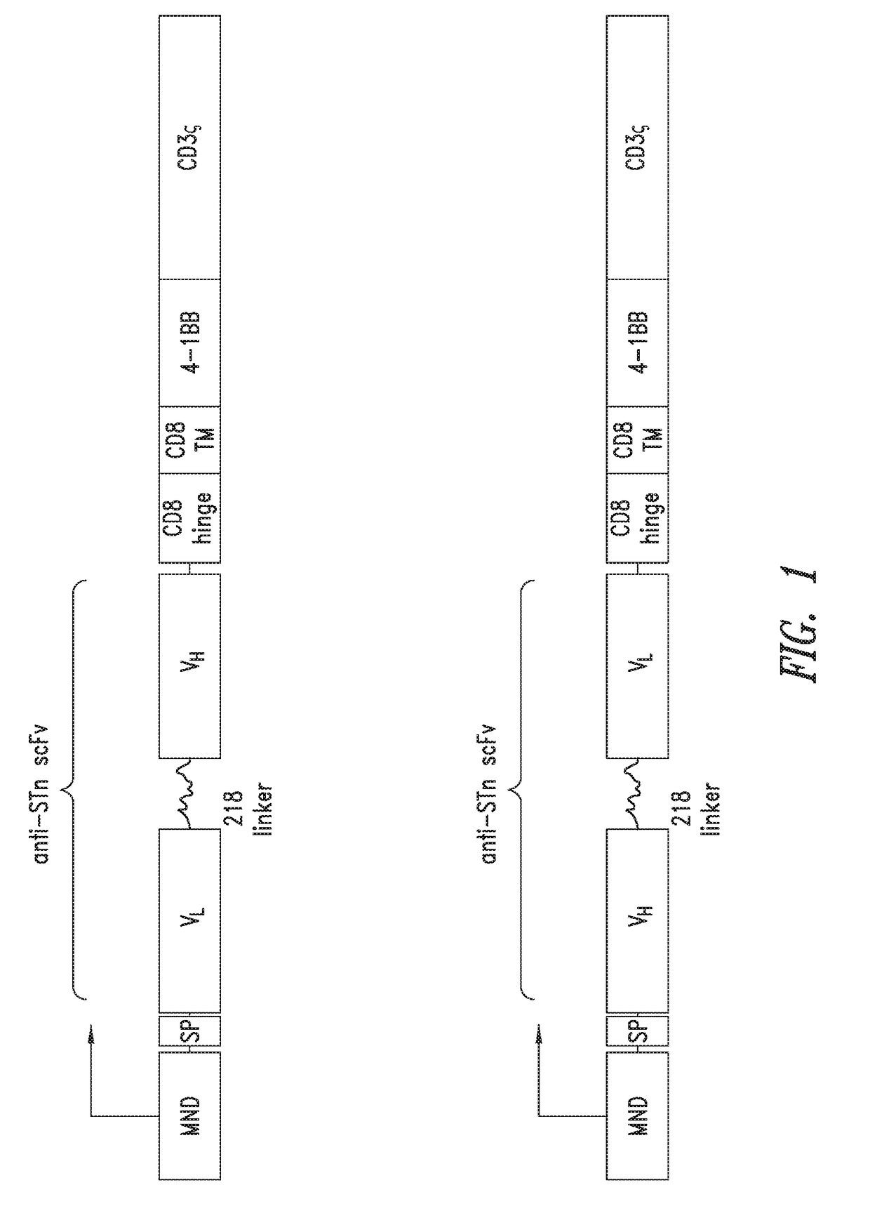 Anti-sialyl tn chimeric antigen receptors