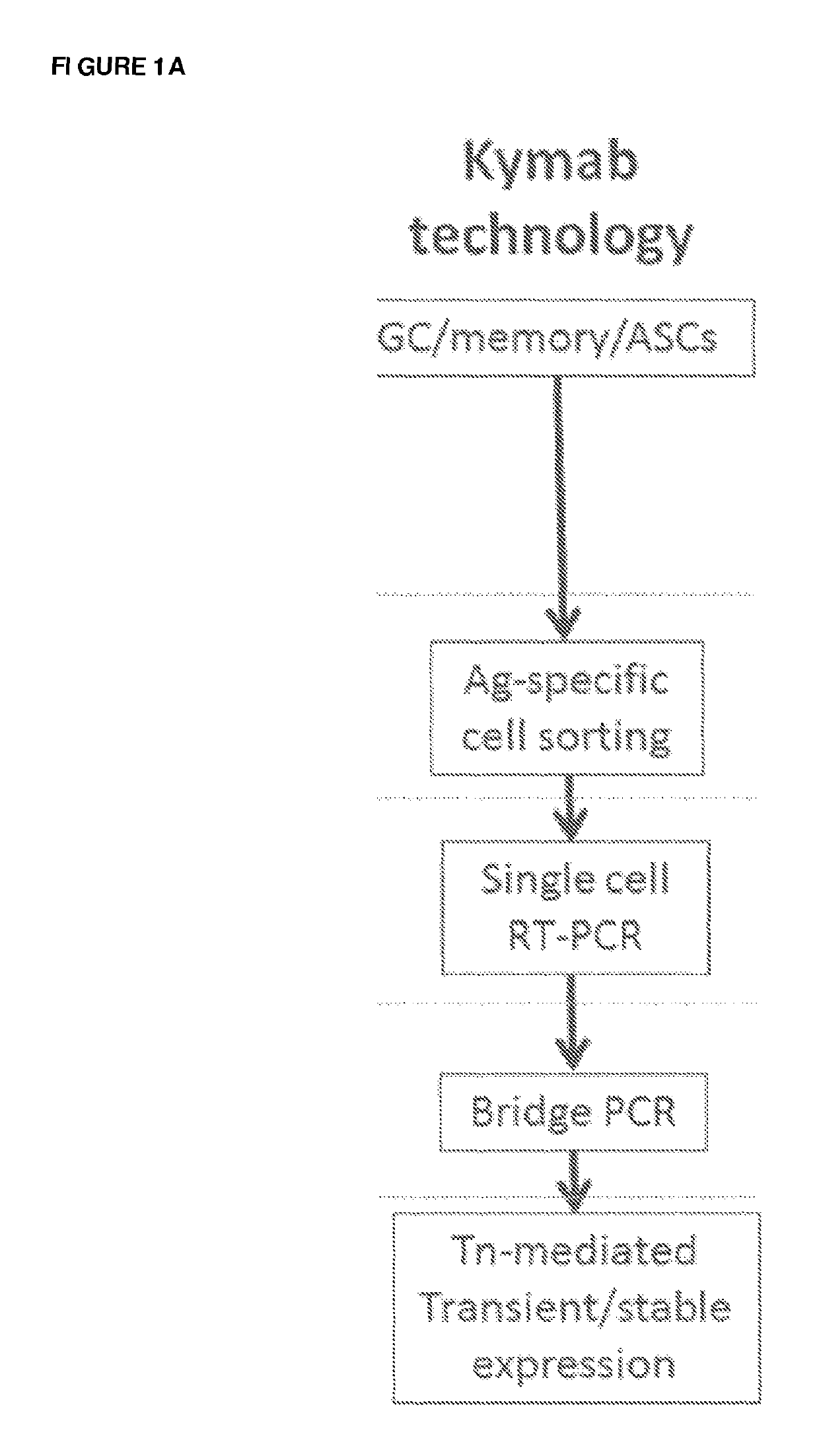 Expression vector production and high-throughput cell screening