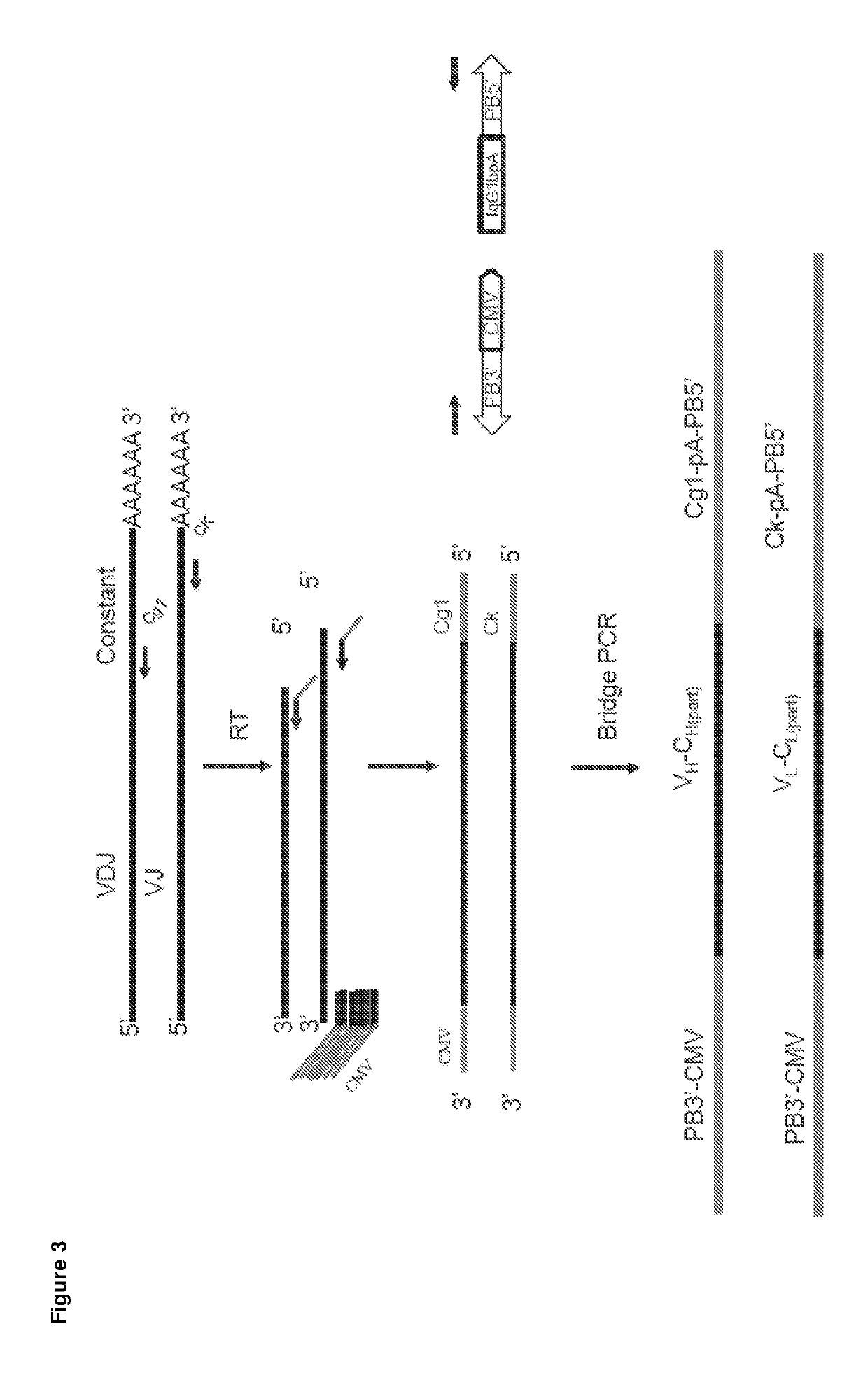 Expression vector production and high-throughput cell screening