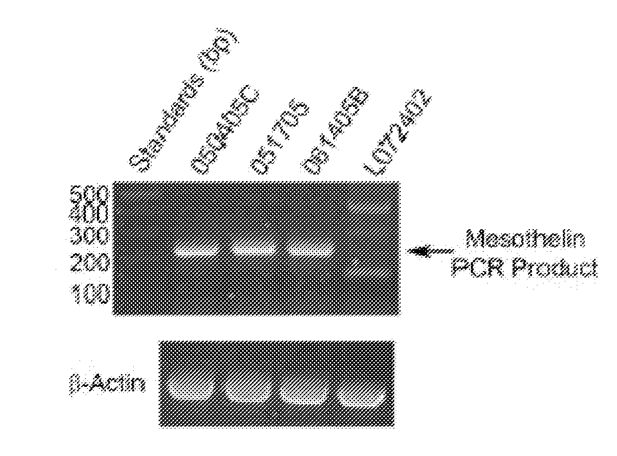 Human omental mesothelial cells, methods of isolation and uses thereof