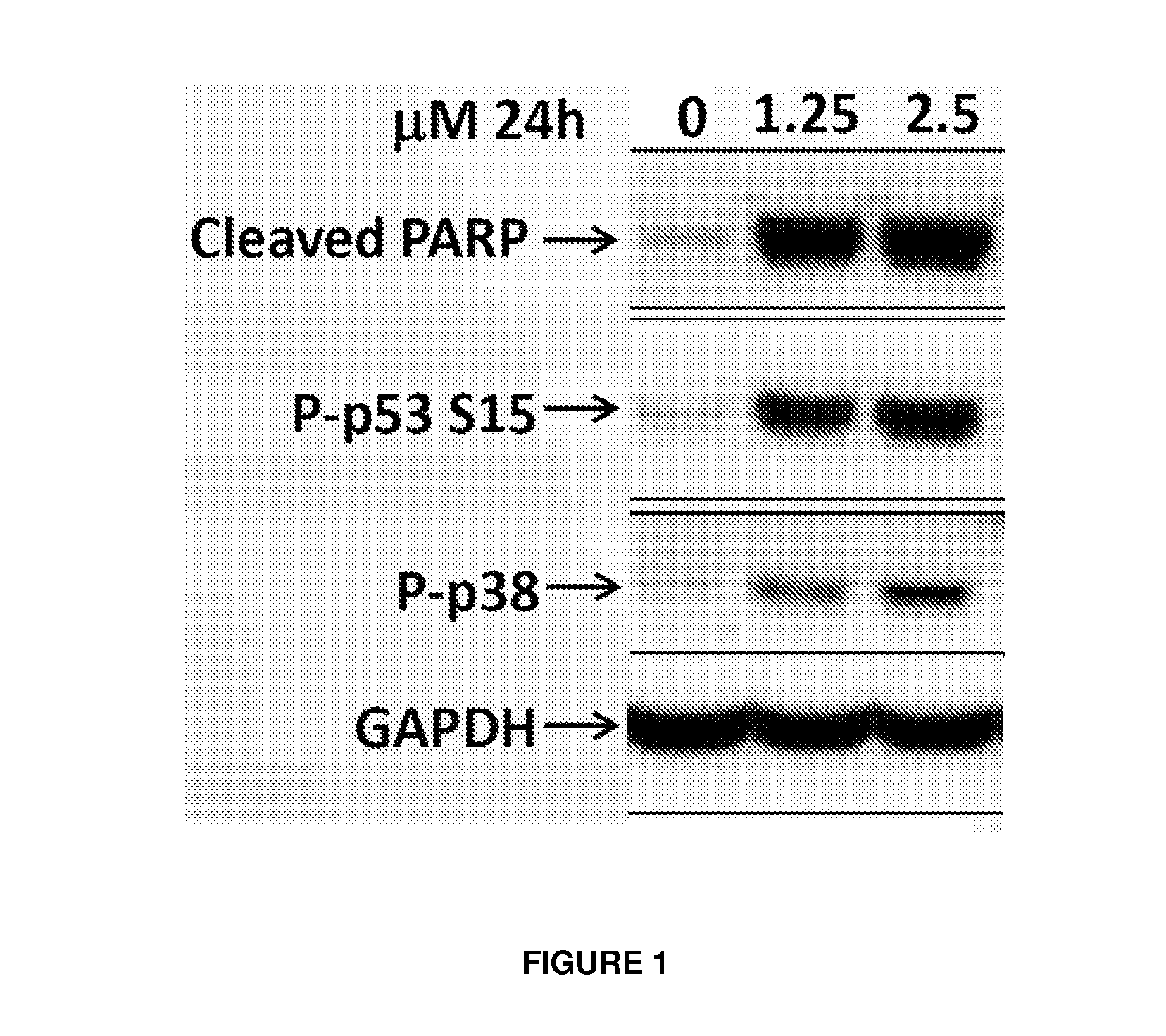 Fused heterocyclic compounds and their use