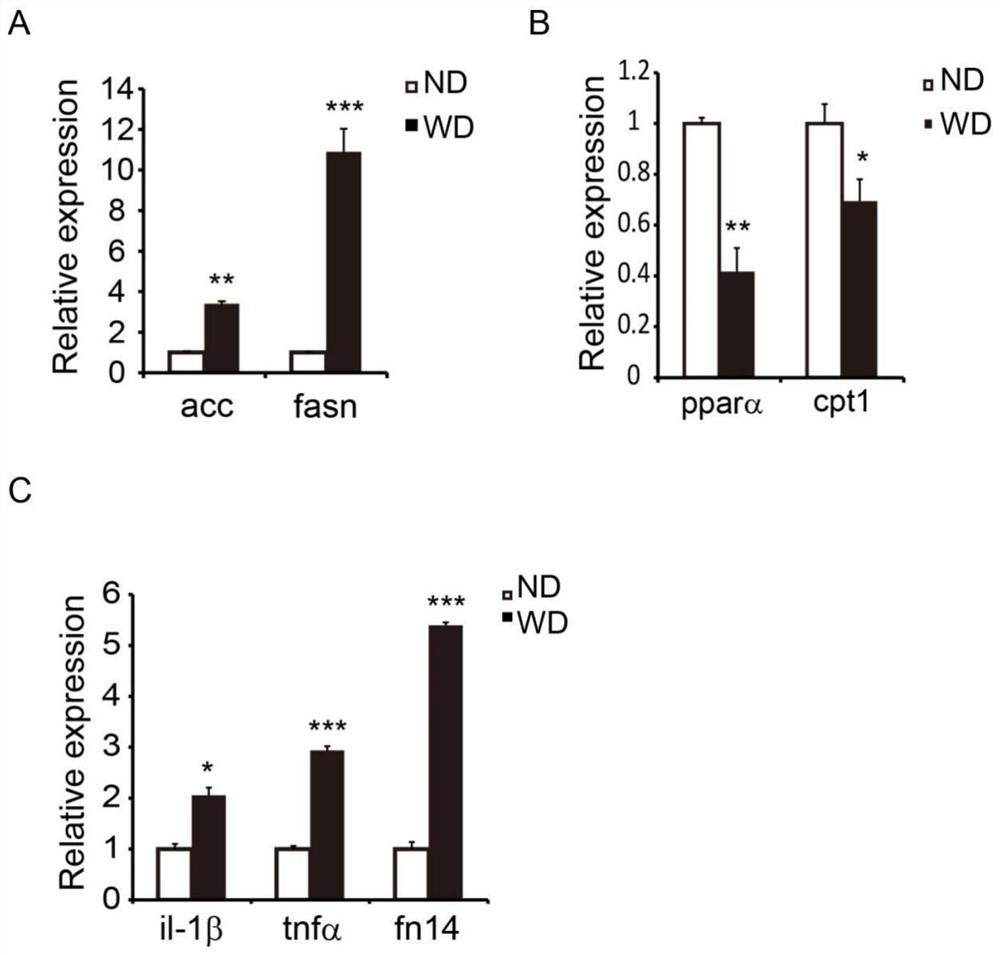 A kind of tirna-val antisense chain inhibitor and application thereof