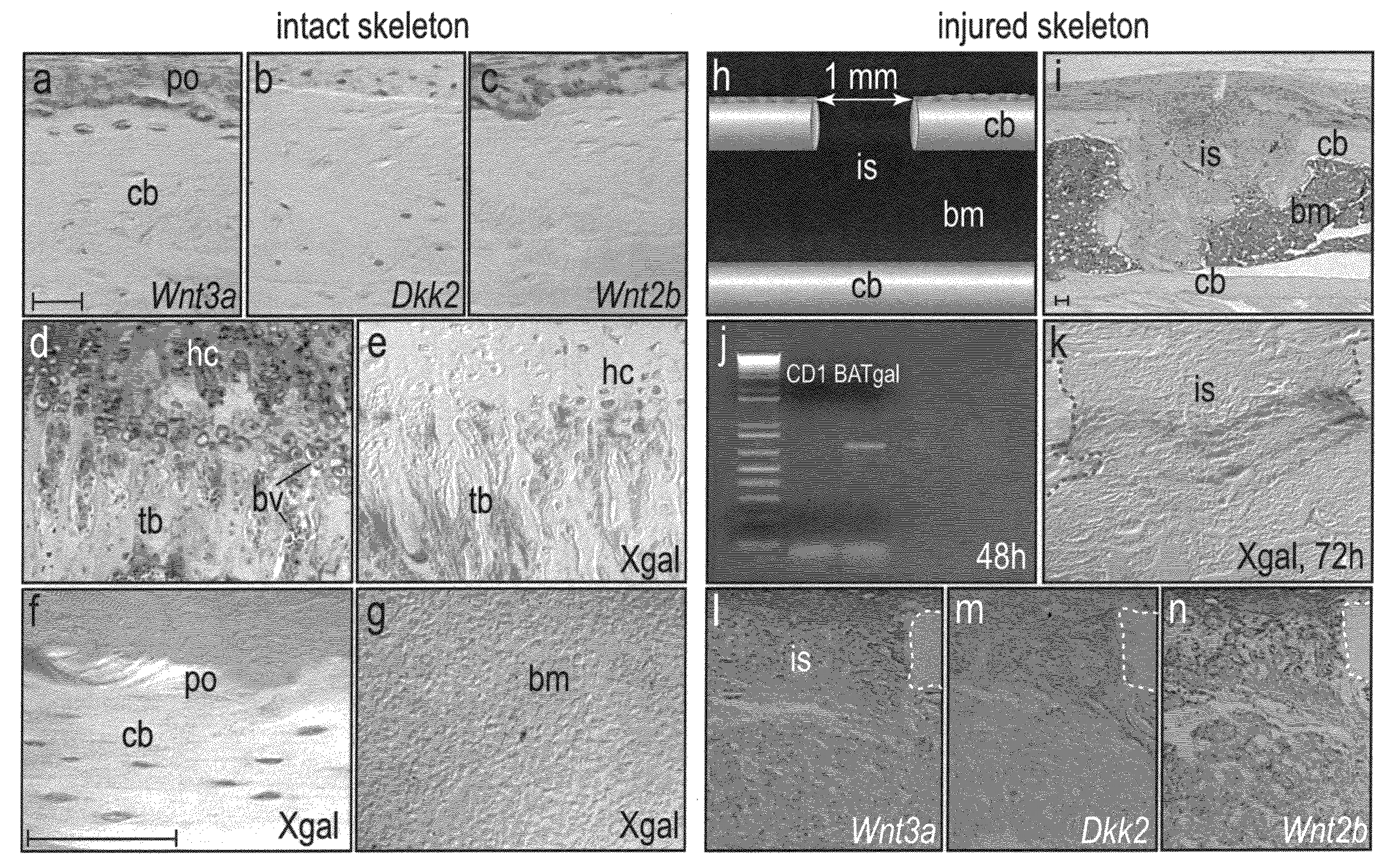 WNT compositions and methods of use thereof