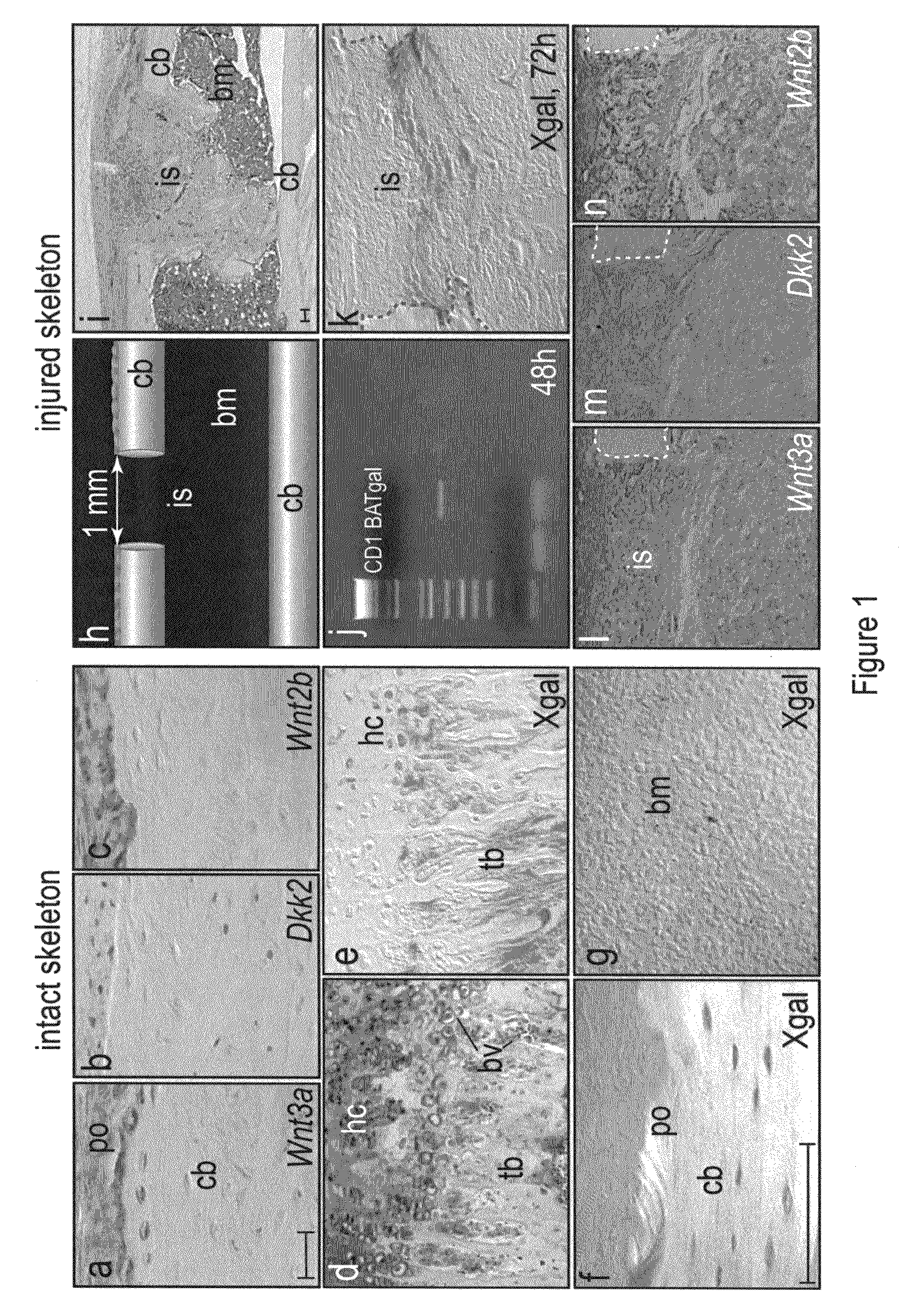 WNT compositions and methods of use thereof