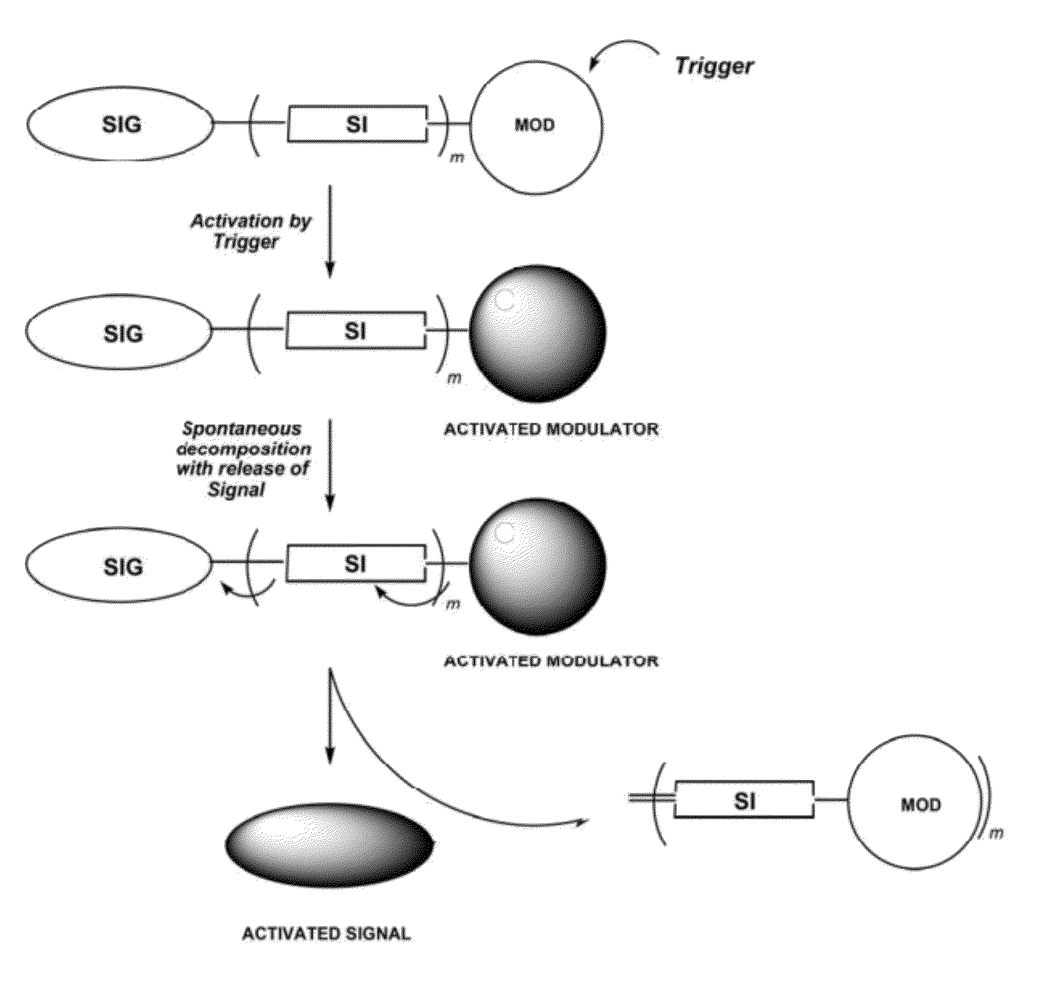 Self-immolative probes for enzyme activity detection