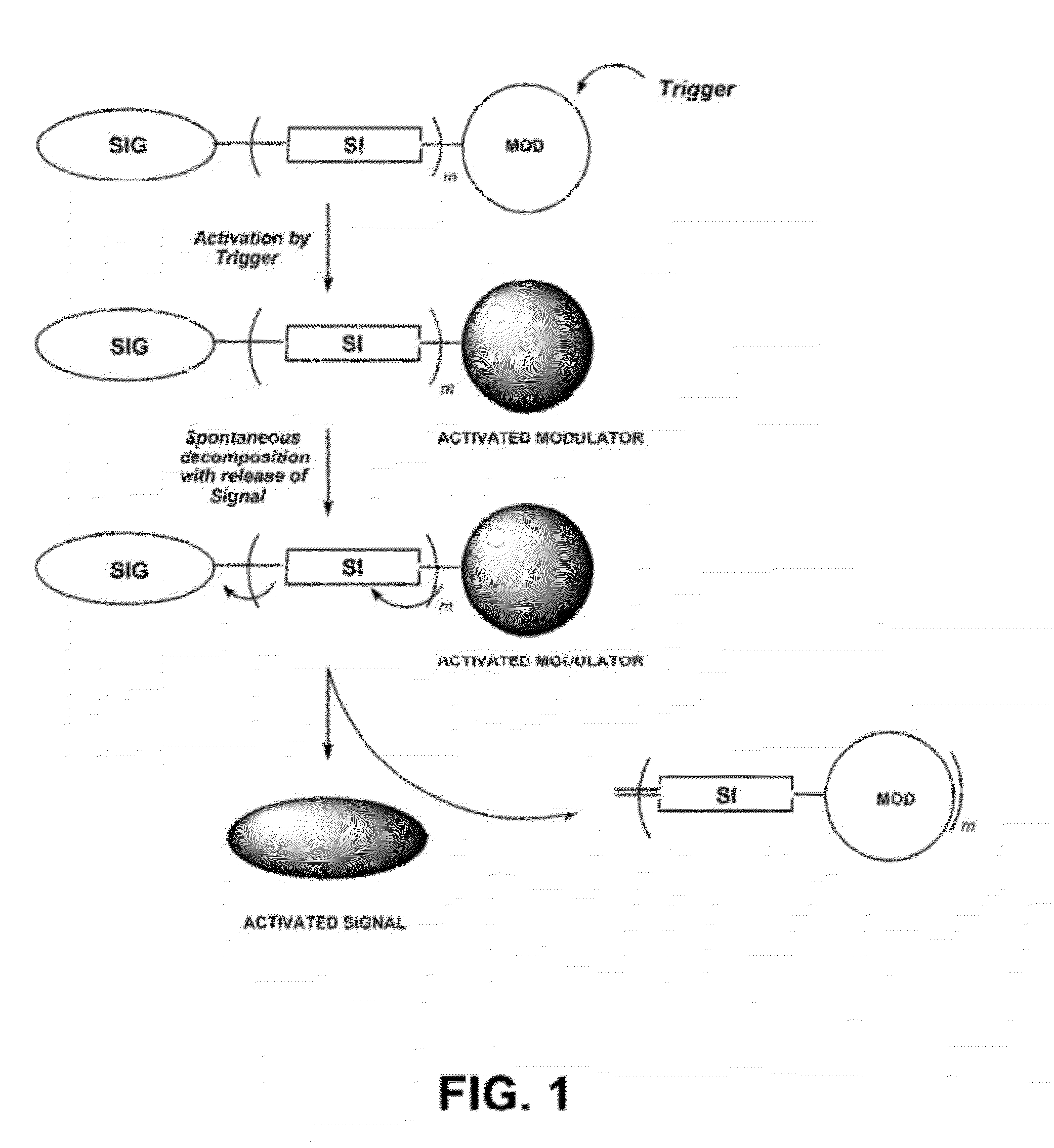 Self-immolative probes for enzyme activity detection