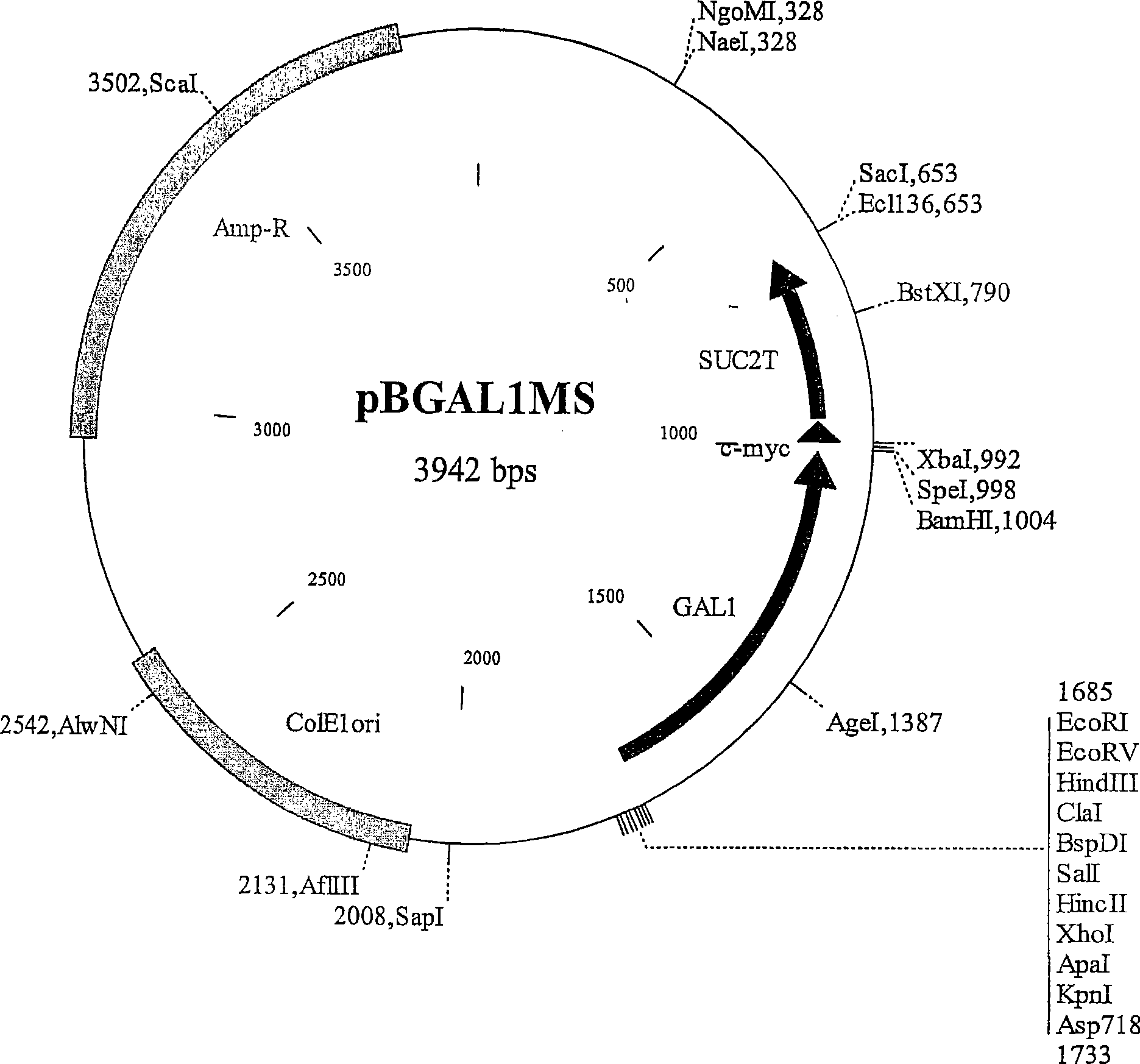 Apoptosis methods, genes and proteins