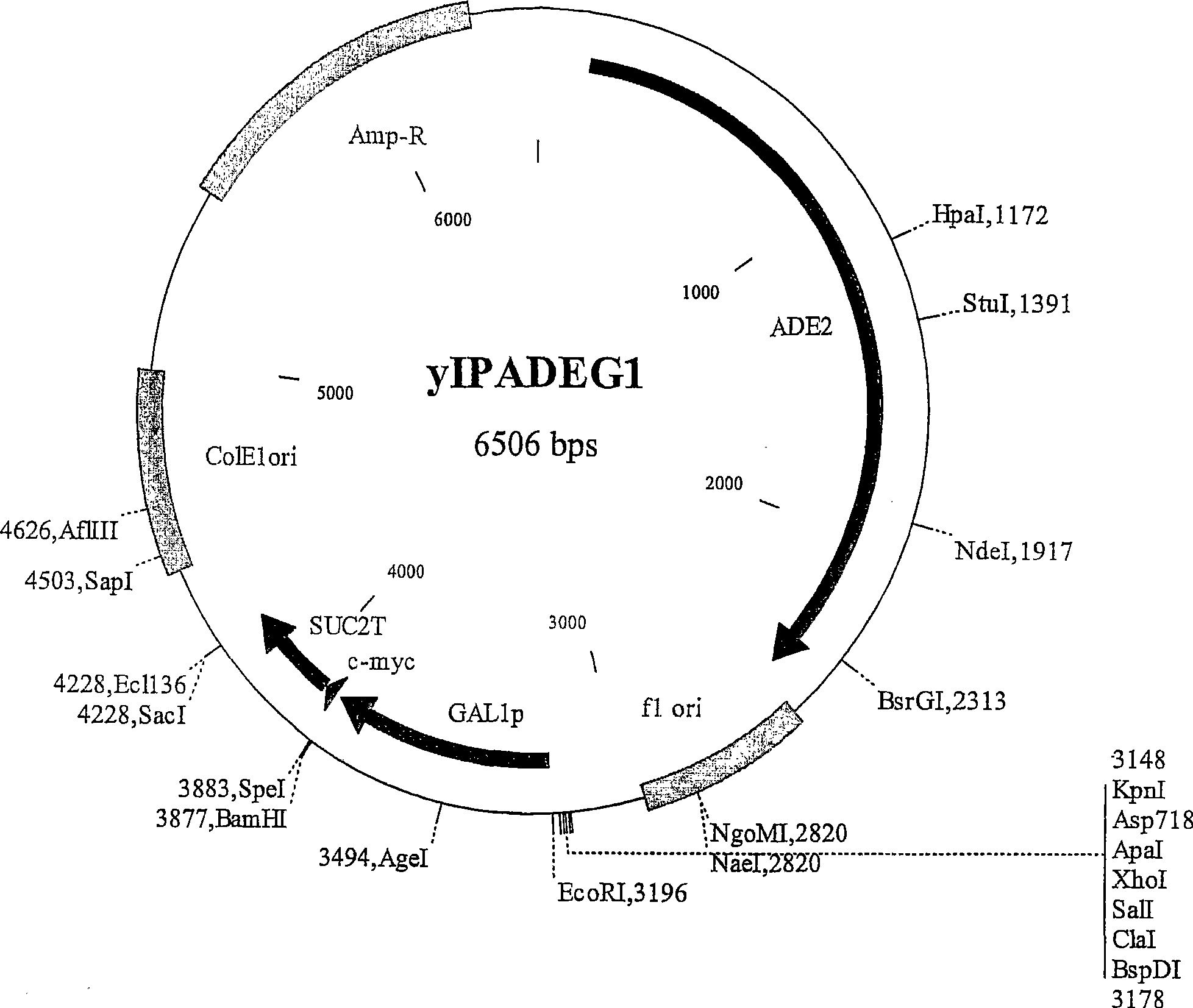 Apoptosis methods, genes and proteins