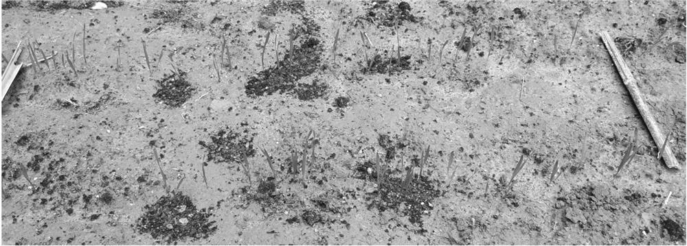 A Fast Counting Method of Basic Wheat Seedlings Based on Machine Vision and Graphics Processing