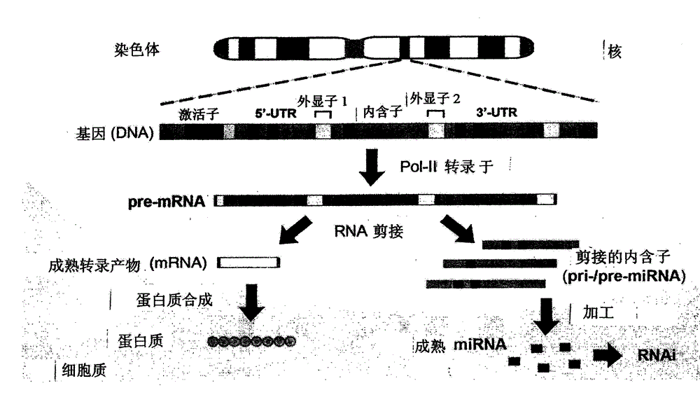 Design and Product of Cosmetics Using Intronic RNA Technology