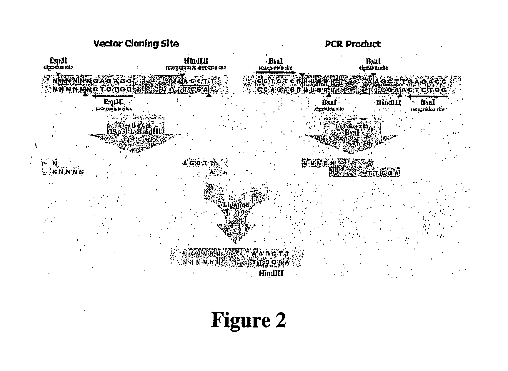 Methods and compositions for enhanced protein expression and purification