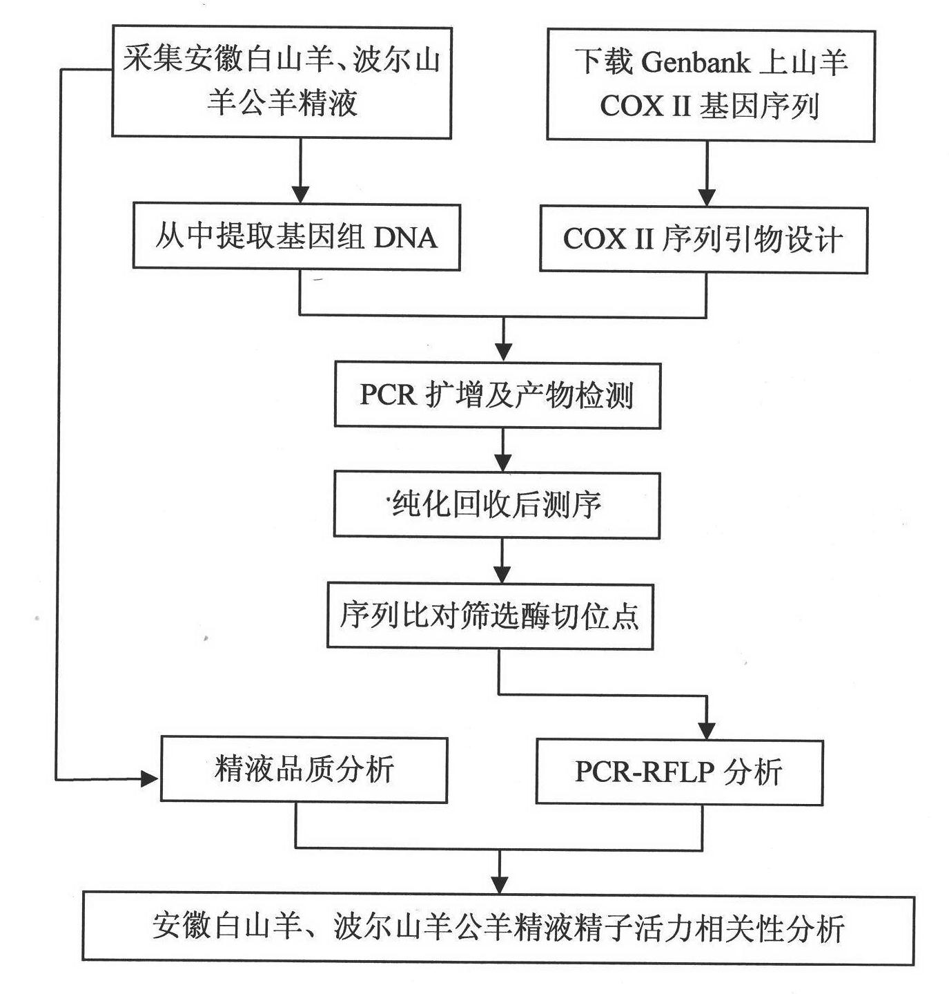 Screening method of goat COX II gene segment capable of serving as molecular marker and application thereof