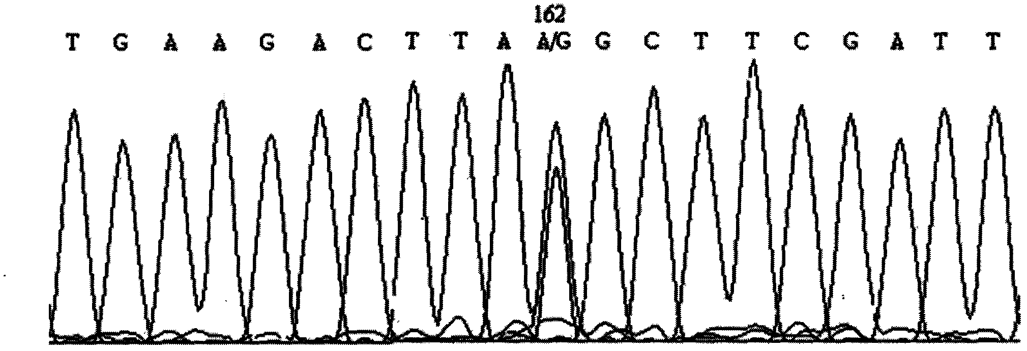 Screening method of goat COX II gene segment capable of serving as molecular marker and application thereof