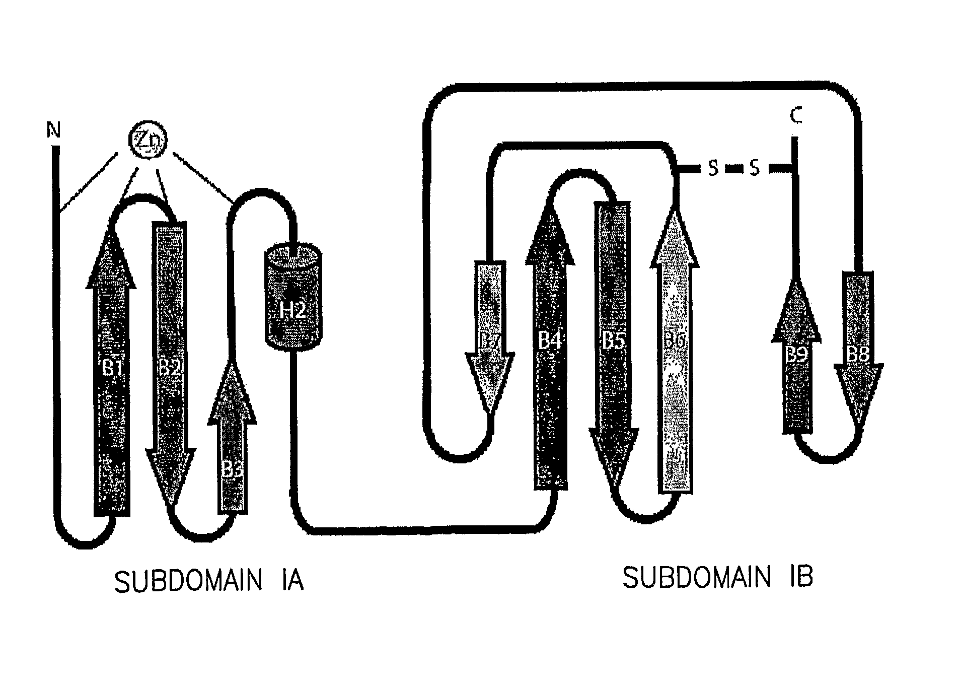 Structure of the hepatitis C NS5A protein