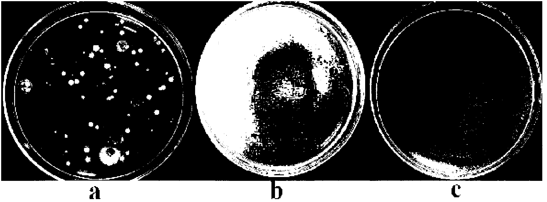 Method for largely and quick extracting tachyplesin peptide