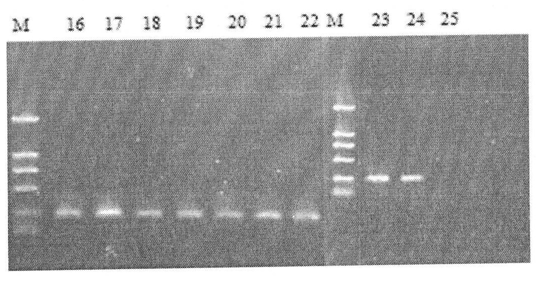 Detection method of phytoplankton structure