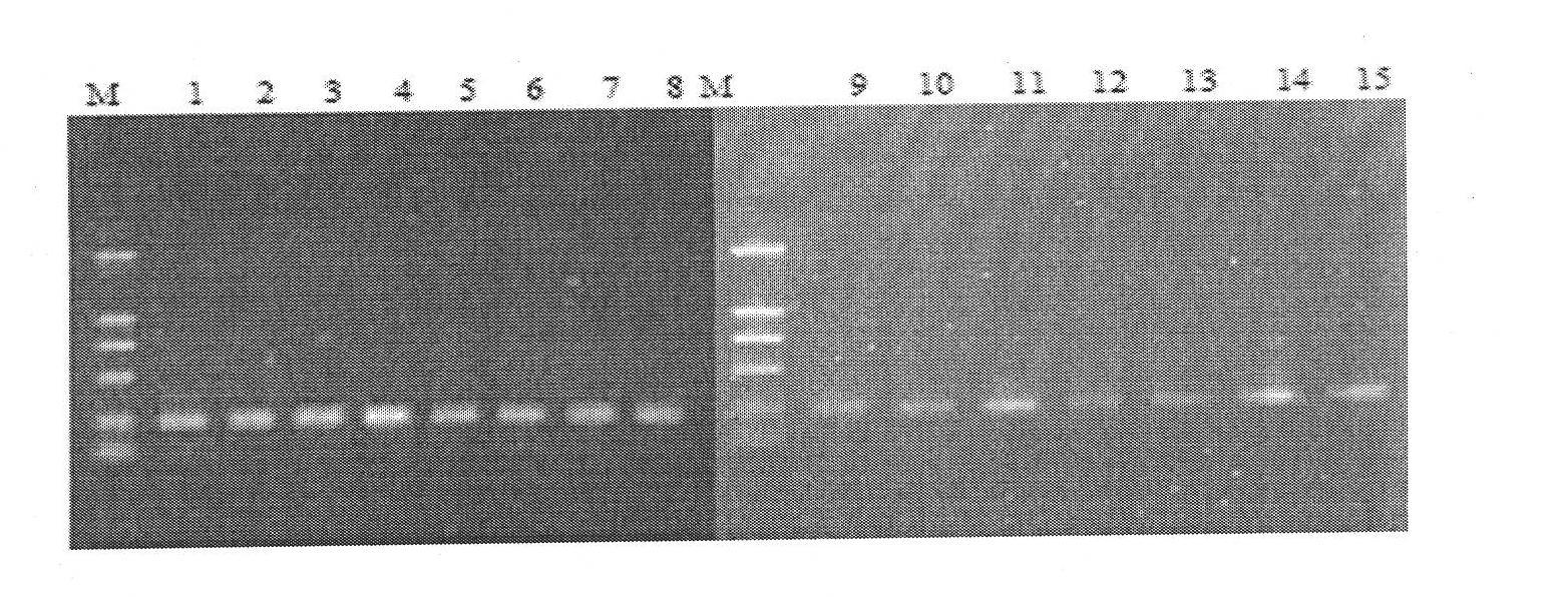 Detection method of phytoplankton structure