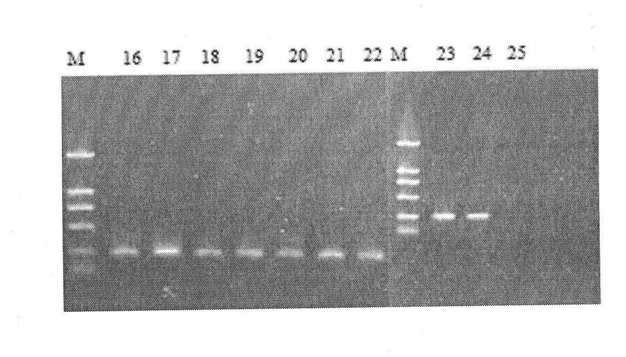 Detection method of phytoplankton structure