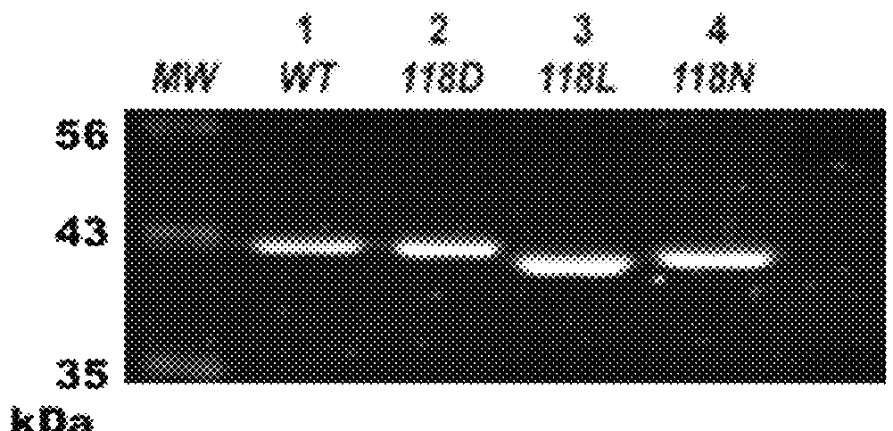 Protein structural biomarkers to guide targeted chemotherapies