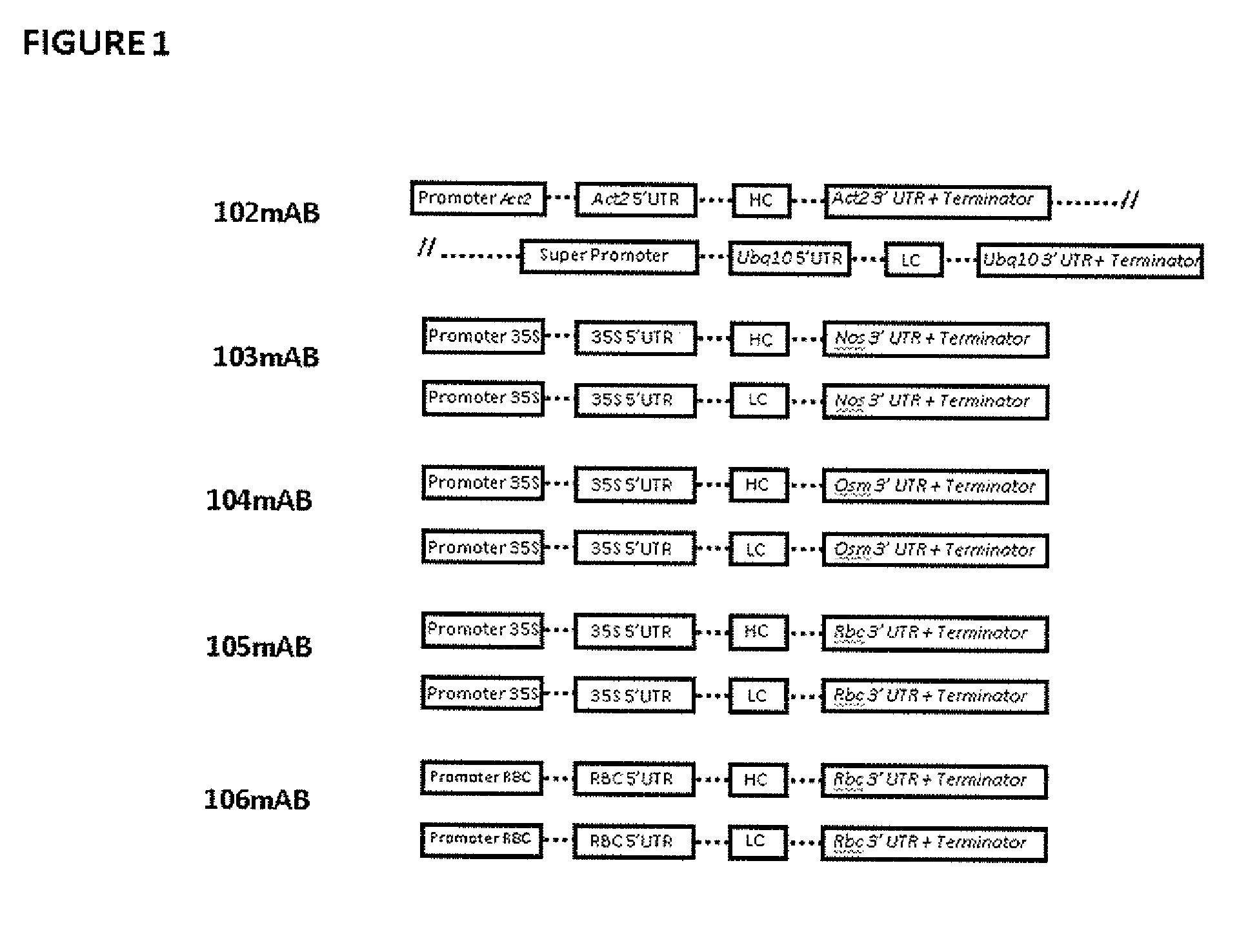 Vectors and Methods For Enhancing Recombinant Protein Expression in Plants