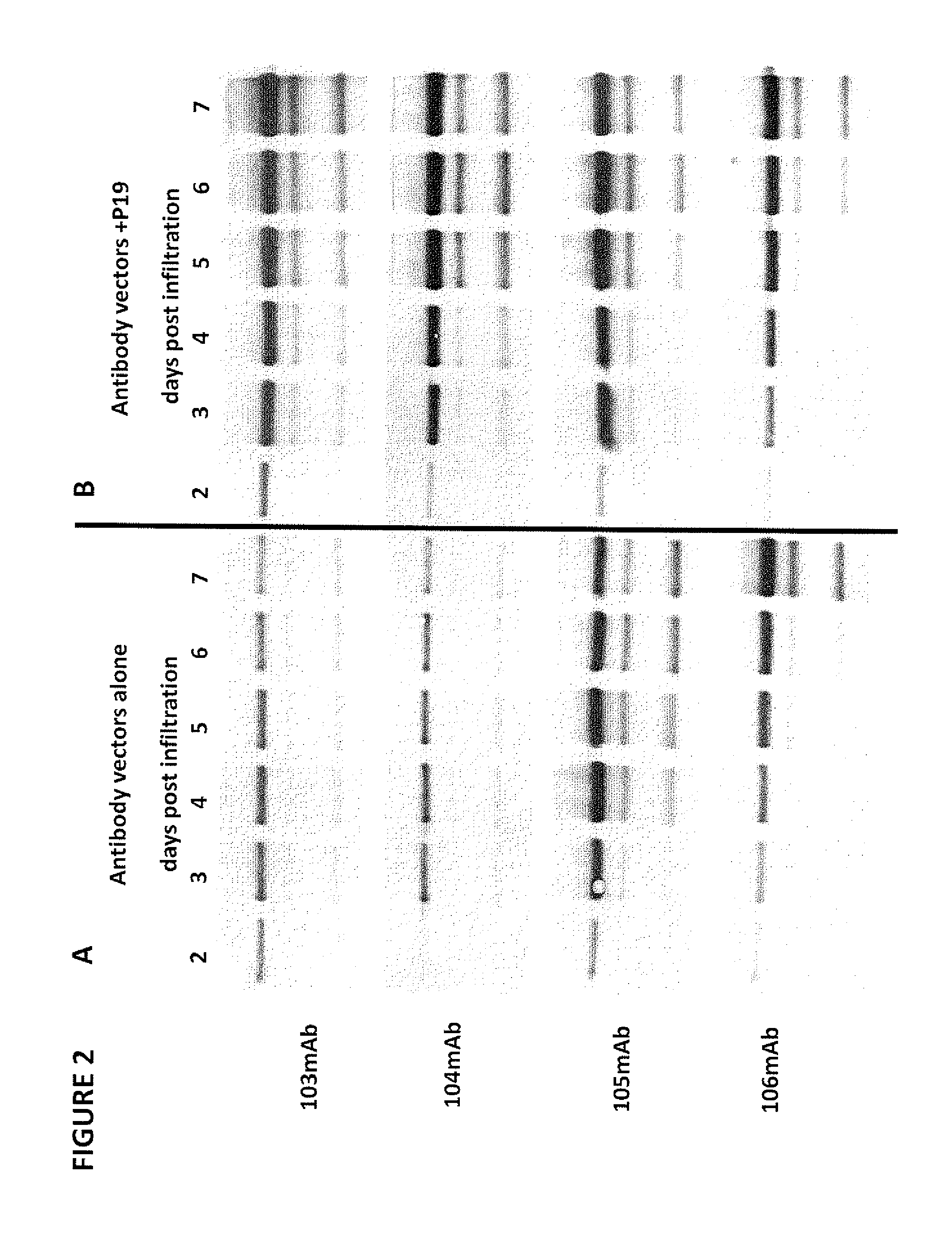 Vectors and Methods For Enhancing Recombinant Protein Expression in Plants