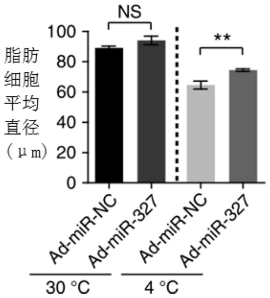 Use of miR-327 inhibitors and/or FGF10 promoters in drugs for the prevention and/or treatment of lipodystrophy