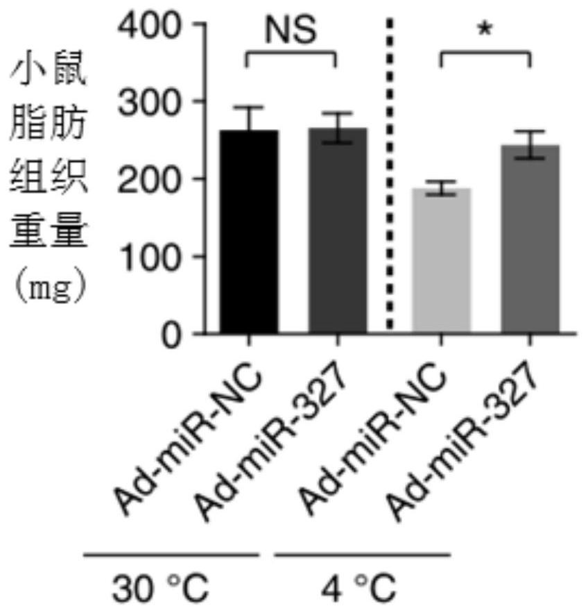 Use of miR-327 inhibitors and/or FGF10 promoters in drugs for the prevention and/or treatment of lipodystrophy