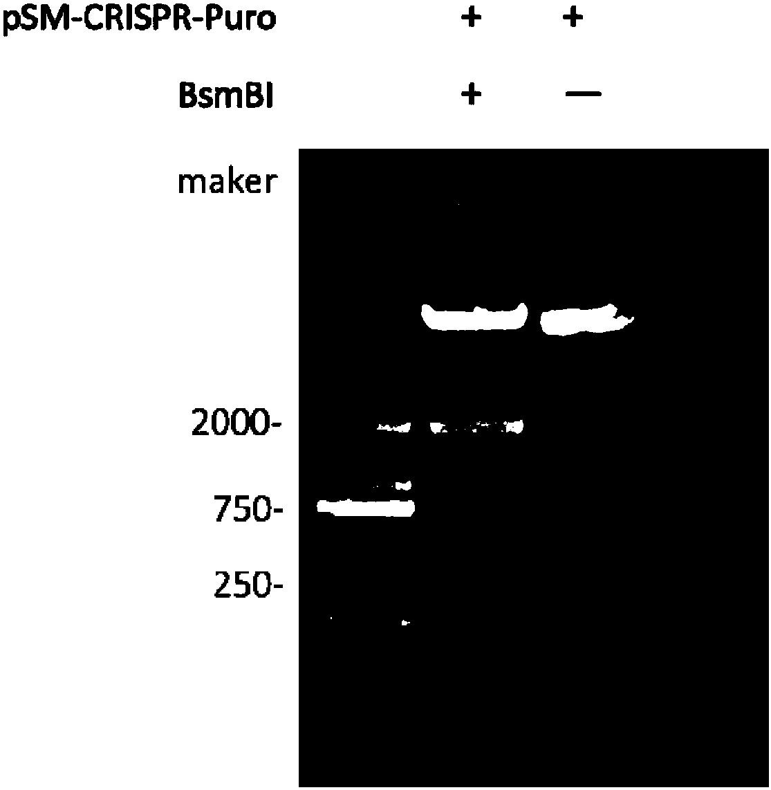 Stable knockout single plasmid vector with coordination of transposon and CRISPR/Cas9 system and application of stable knockout single plasmid vector