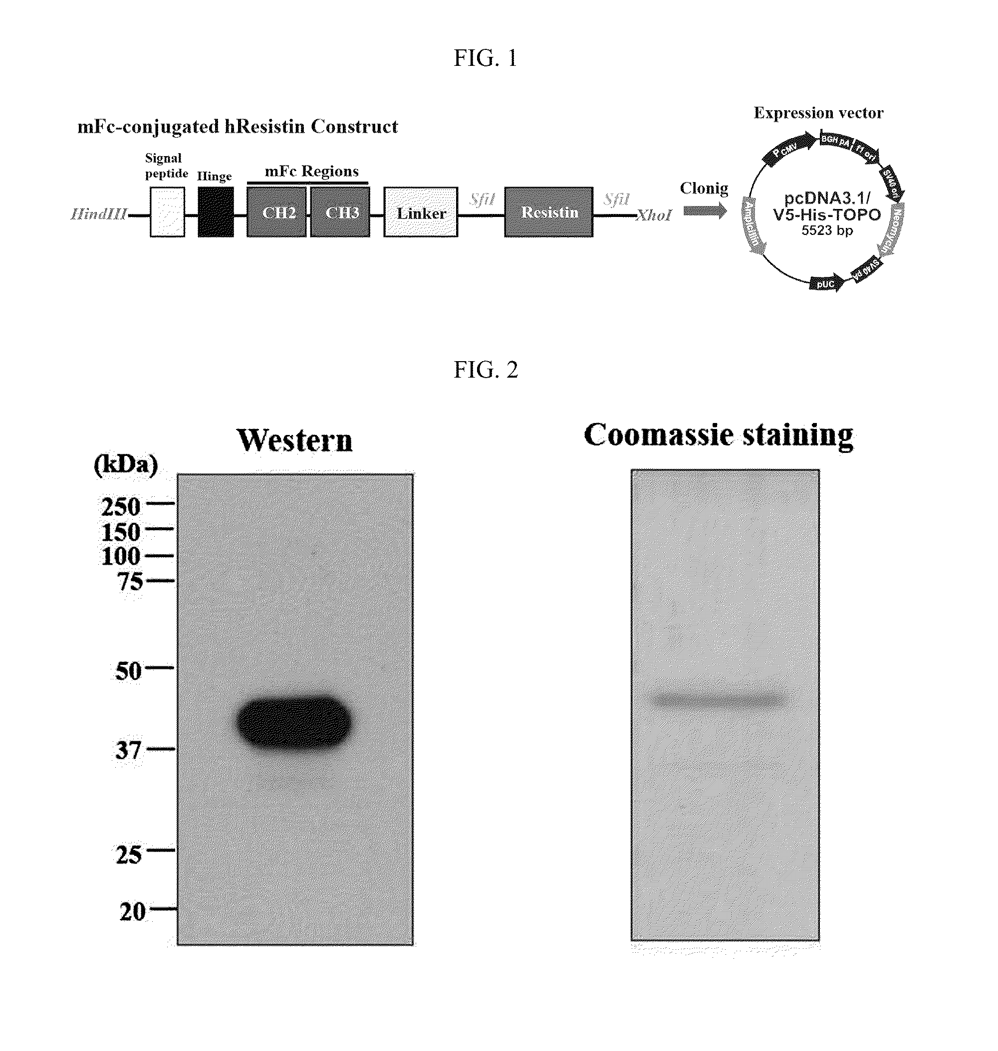 Human resistin receptor and use thereof