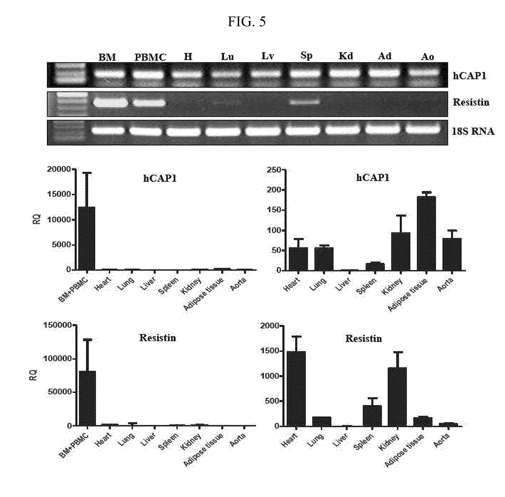 Human resistin receptor and use thereof