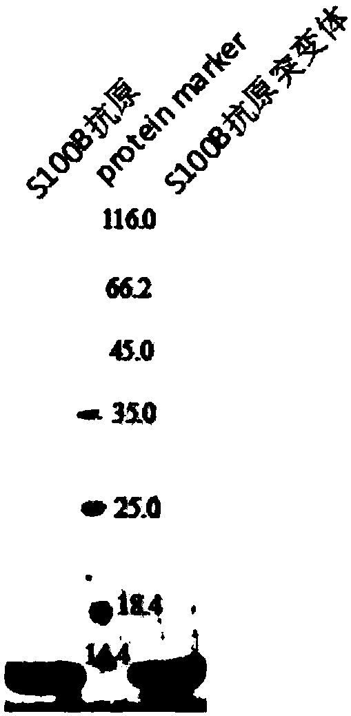 S100B mutant and application thereof