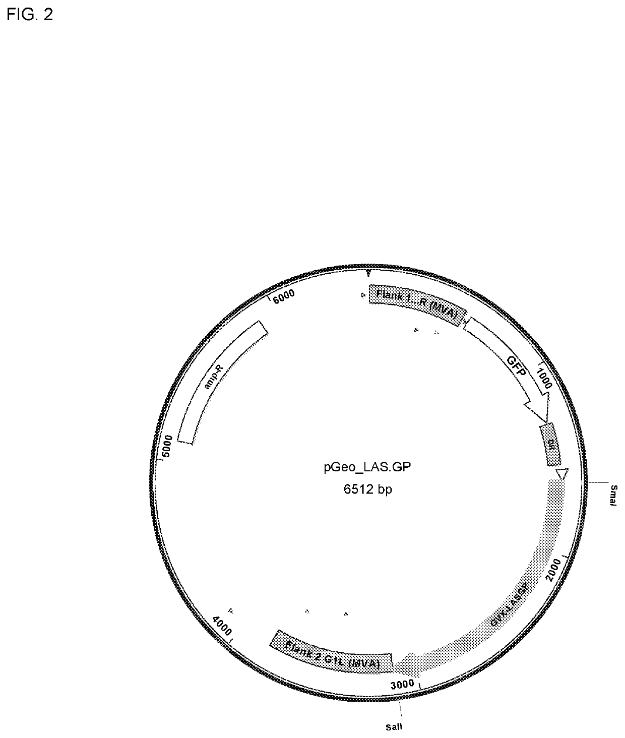 Compositions and Methods for Generating an Immune Response to LASV