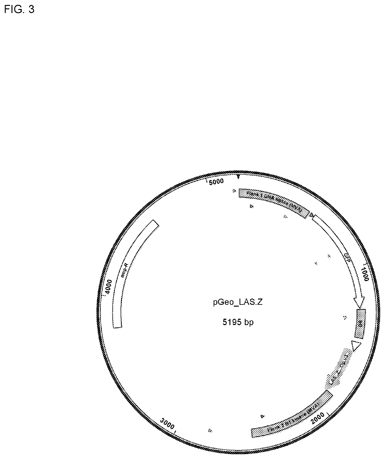 Compositions and Methods for Generating an Immune Response to LASV