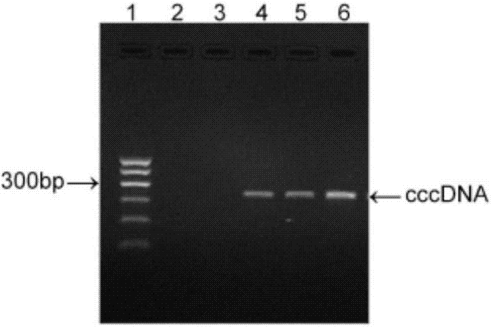 Method for building hepatitis B e-antigen negative mouse model