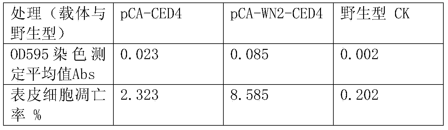 Nematode apoptosis regulatory gene ced-4 inducible promoter, rice expression vector and preparation method thereof