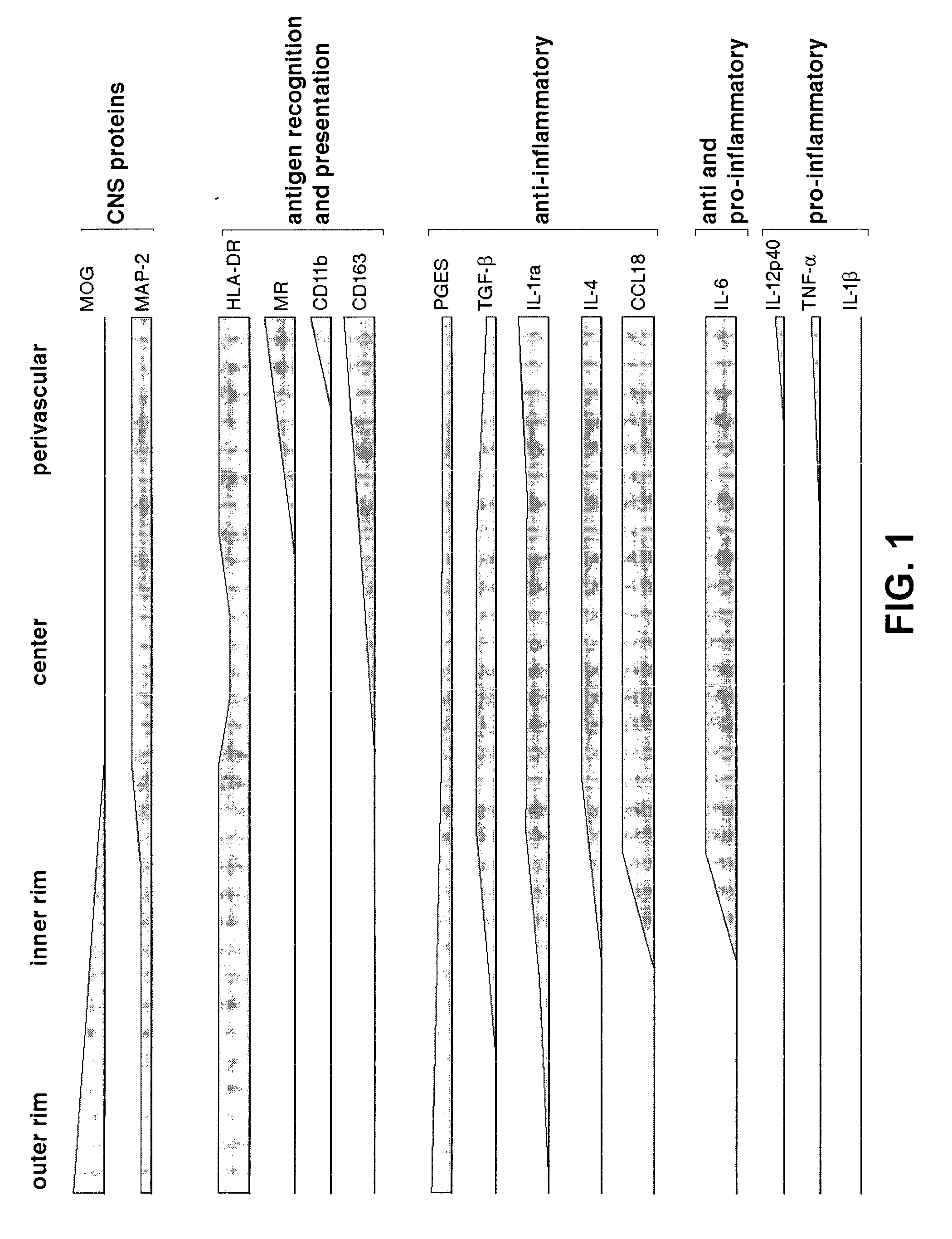 Method for in vitro testing of compounds for assessing therapeutic value in the treatment of multiple sclerosis and other diseases wherein foamy cells are involved in the disease etiology