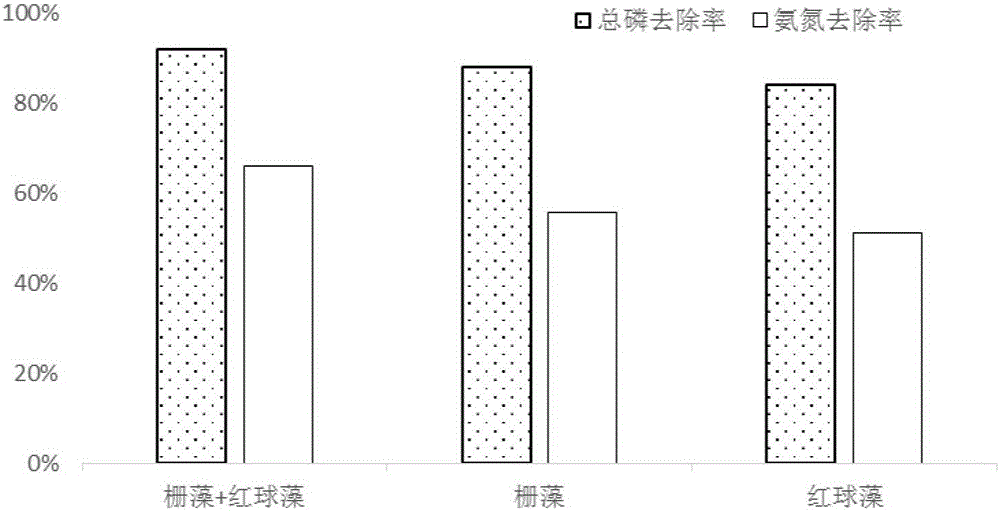 Method for efficiently purifying biogas slurry in pig farm through composite microalgae