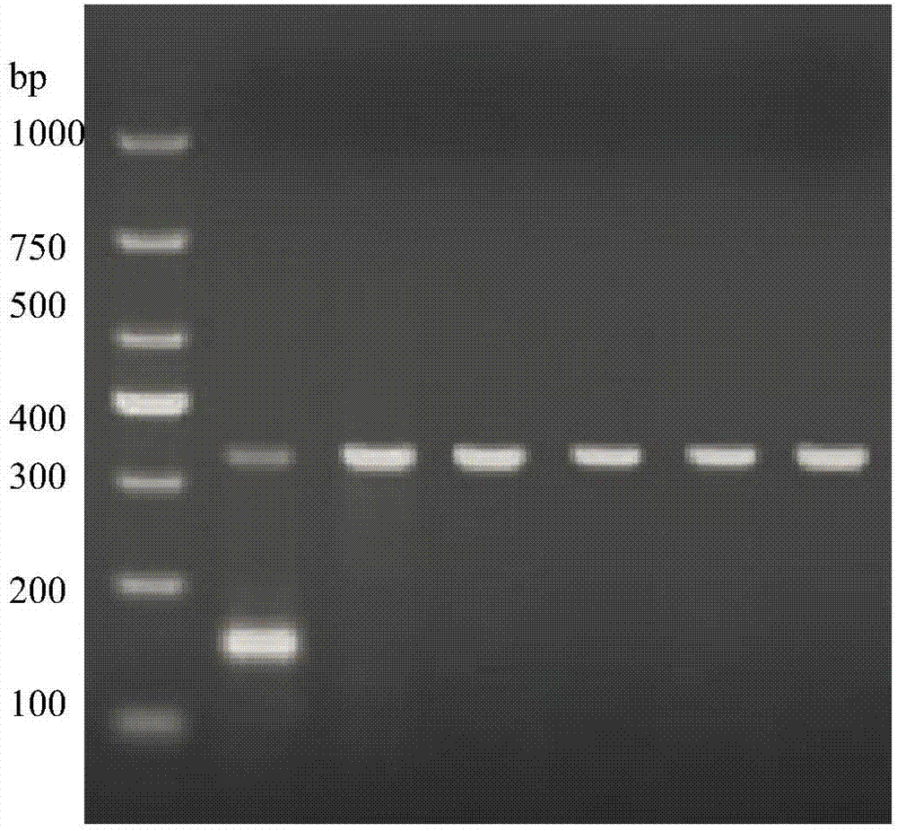 Method for screening soybean mosaic viruses based on RPA-IAC technique, RPA-IAC primer and kit