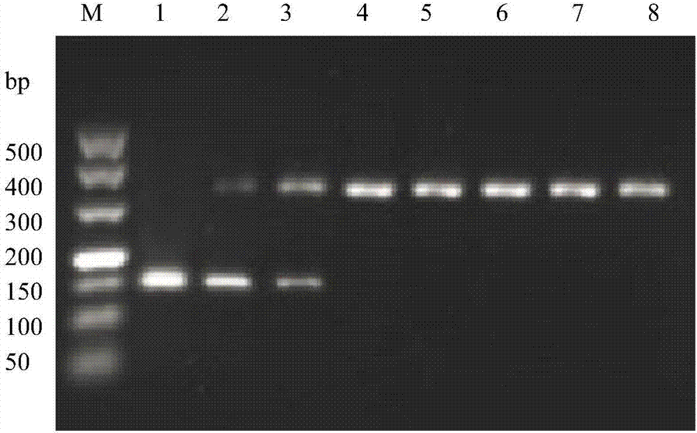 Method for screening soybean mosaic viruses based on RPA-IAC technique, RPA-IAC primer and kit