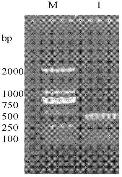 Method for establishing number of Fusarium sp. copies in rhizosphere soil in growth period of transgenic rice by fluorescence real-time quantitative PCR (polymerase chain reaction)