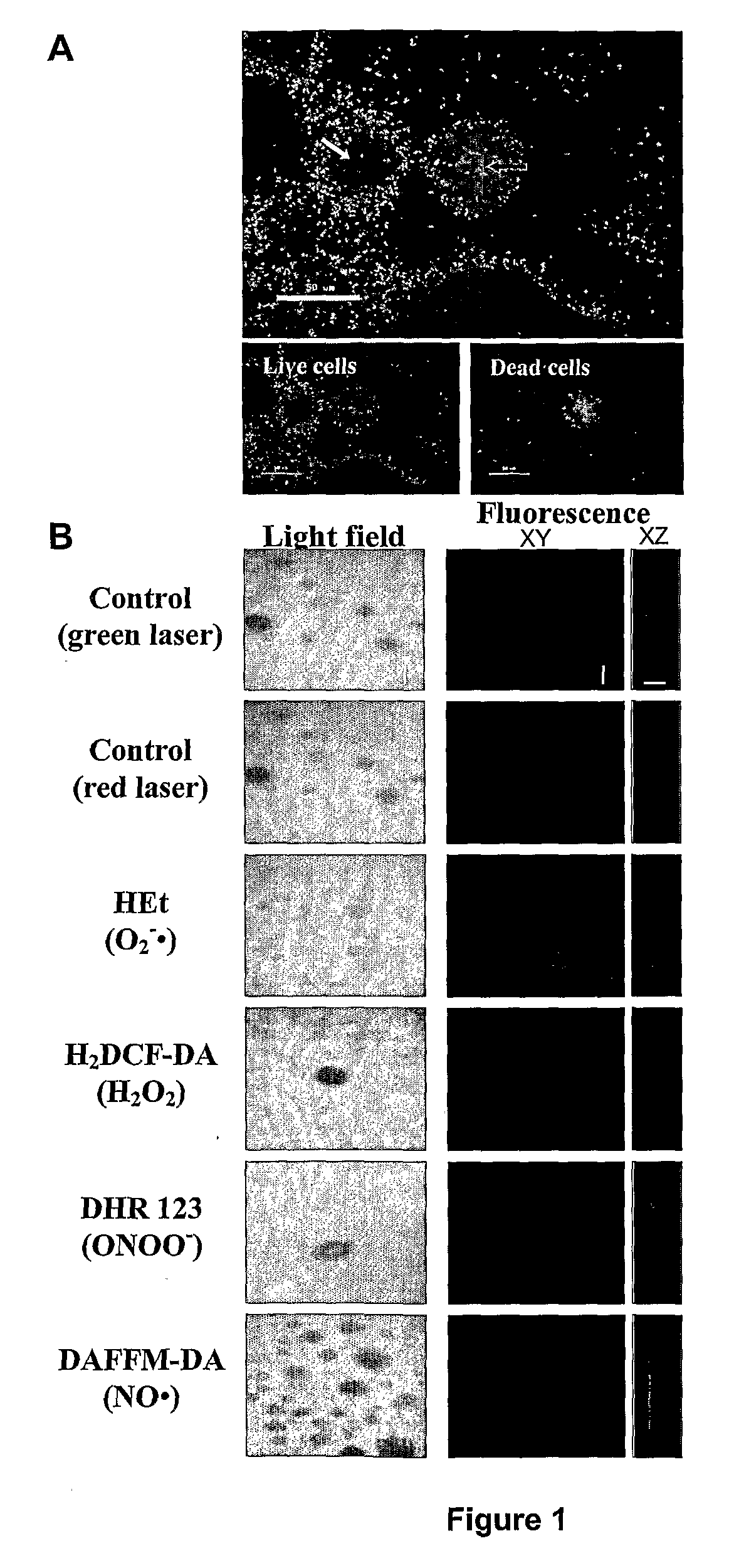 Methods and Compositions for Regulating Biofilm Development