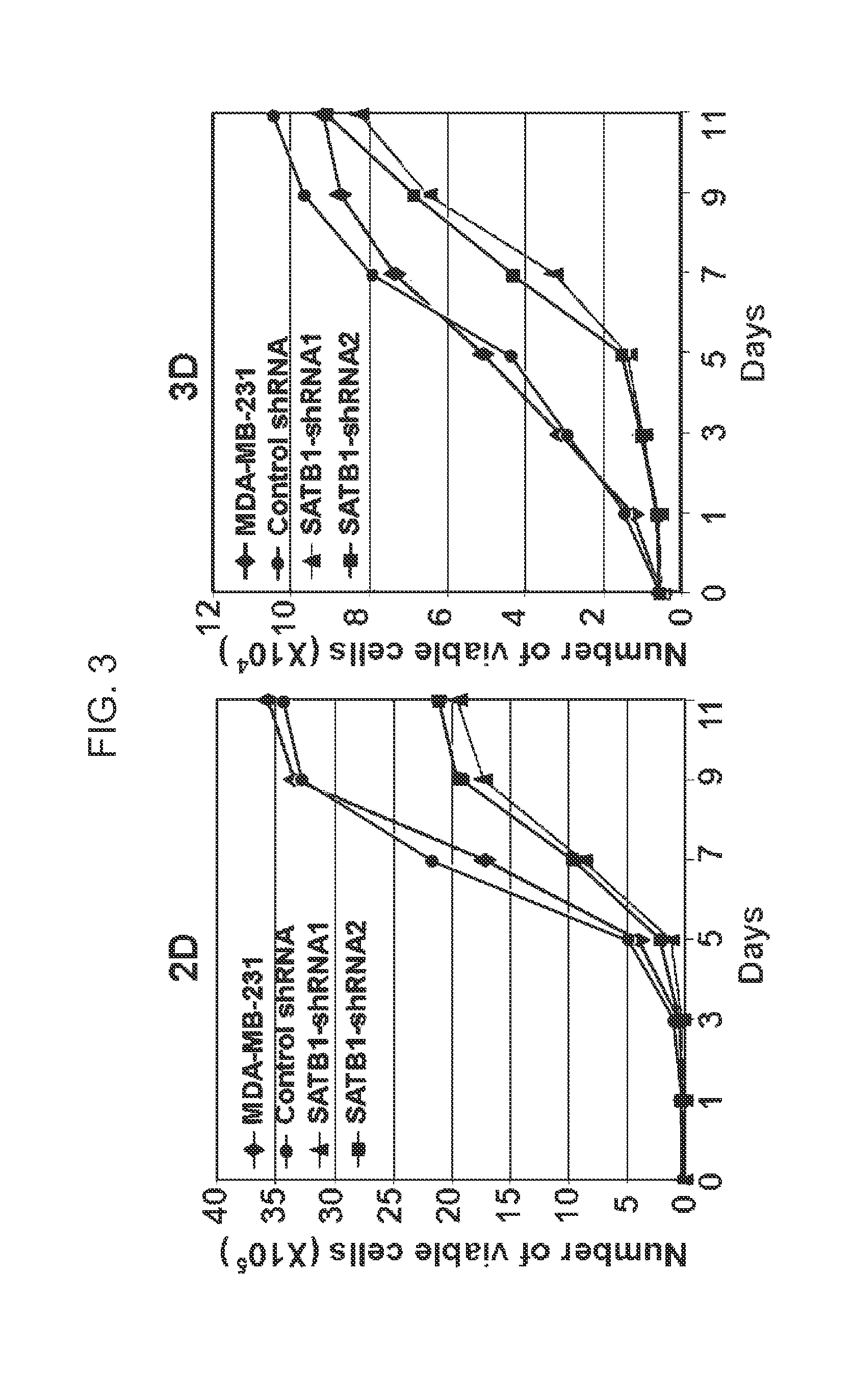 Satb1:  a determinant of morphogenesis and tumor metastatis