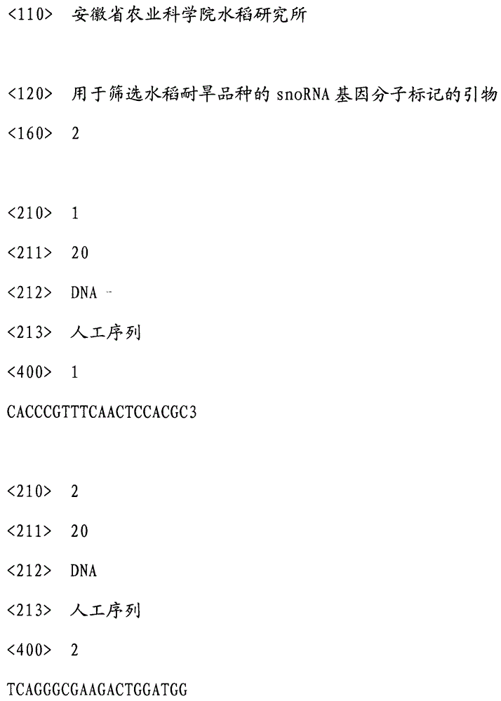 Primer of snoRNA genetic molecular markers for screening drought-resistant rice varieties